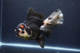 Thai Oranda  Tricolor 6 Inch (ID#1101To6b-110)