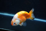 Milk Cow Ranchu  Calico 4 Inch (ID#1011R9a-66) Free2Day SHIPPING