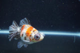 Butterfly  Calico 3.5 Inch (ID#408B8b-39) Free2Day SHIPPING