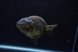 Ranchu  Chocolate 3.5 Inch (ID#228R8c-66) Free2Day SHIPPING