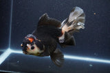 Thai Oranda  Tricolor 6 Inch (ID#1101To6b-110)