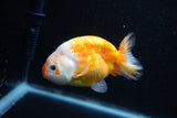 Milk Cow Ranchu  Calico 4 Inch (ID#1011R9a-66) Free2Day SHIPPING