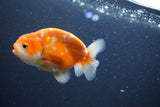 Ranchu  Sakura 3.5 Inch (ID#1001R5c-73) Free2Day SHIPPING