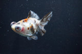 Butterfly  Calico 3.5 Inch (ID#408B8b-39) Free2Day SHIPPING