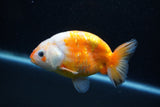 Milk Cow Ranchu  Calico 4 Inch (ID#1011R9a-66) Free2Day SHIPPING