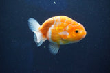 Ranchu  Sakura 3.5 Inch (ID#1001R5c-73) Free2Day SHIPPING