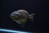Ranchu  Chocolate 3.5 Inch (ID#228R8c-66) Free2Day SHIPPING