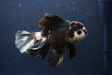 Thai Oranda  Tricolor 6 Inch (ID#1101To6b-110)