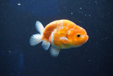 Ranchu  Sakura 3.5 Inch (ID#1001R5c-73) Free2Day SHIPPING