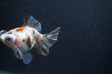 Butterfly  Calico 3.5 Inch (ID#408B8b-39) Free2Day SHIPPING