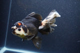 Thai Oranda  Tricolor 6 Inch (ID#1101To6b-110)