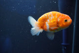 Ranchu  Sakura 3.5 Inch (ID#1001R5c-73) Free2Day SHIPPING