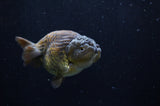 Ranchu  Chocolate 3.5 Inch (ID#228R8c-66) Free2Day SHIPPING