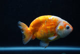 Milk Cow Ranchu  Calico 4 Inch (ID#1011R9a-66) Free2Day SHIPPING