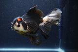 Thai Oranda  Tricolor 6 Inch (ID#1101To6b-110)