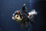 Thai Oranda  Tricolor 6 Inch (ID#1101To6b-110)