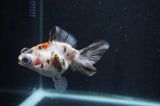 Butterfly  Calico 3.5 Inch (ID#408B8b-39) Free2Day SHIPPING