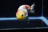 Juvenile Ranchu  Calico 3.5 Inch (ID#1129R9b-67) Free2Day SHIPPING