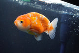 Ranchu  Sakura 3.5 Inch (ID#1001R5c-73) Free2Day SHIPPING