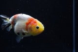 Juvenile Ranchu  Calico 3.5 Inch (ID#1129R9b-67) Free2Day SHIPPING