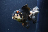 Thai Oranda  Tricolor 6 Inch (ID#1101To6b-110)