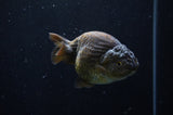 Ranchu  Chocolate 3.5 Inch (ID#228R8c-66) Free2Day SHIPPING