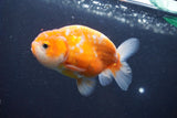 Ranchu  Sakura 3.5 Inch (ID#1001R5c-73) Free2Day SHIPPING