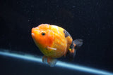 Milk Cow Ranchu  Calico 4 Inch (ID#1011R9a-67) Free2Day SHIPPING