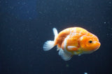 Ranchu  Sakura 3.5 Inch (ID#1001R5c-73) Free2Day SHIPPING