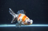 Butterfly  Calico 3.5 Inch (ID#408B8b-39) Free2Day SHIPPING