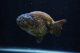 Ranchu  Chocolate 3.5 Inch (ID#228R8c-66) Free2Day SHIPPING