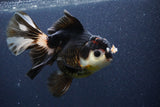 Thai Oranda  Tricolor 6 Inch (ID#1101To6b-110)