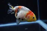 Juvenile Ranchu  Calico 3.5 Inch (ID#1129R9b-67) Free2Day SHIPPING