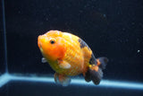 Milk Cow Ranchu  Calico 4 Inch (ID#1011R9a-67) Free2Day SHIPPING