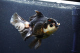 Thai Oranda  Tricolor 6 Inch (ID#1101To6b-110)