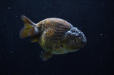Ranchu  Chocolate 3.5 Inch (ID#228R8c-66) Free2Day SHIPPING