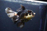 Thai Oranda  Tricolor 6 Inch (ID#1101To6b-110)