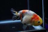 Juvenile Ranchu  Calico 3.5 Inch (ID#1129R9b-67) Free2Day SHIPPING