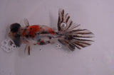 Butterfly  Calico 3.5 Inch (ID#408B8b-39) Free2Day SHIPPING