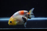 Juvenile Ranchu  Calico 3.5 Inch (ID#1129R9b-67) Free2Day SHIPPING