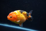 Milk Cow Ranchu  Calico 4 Inch (ID#1011R9a-67) Free2Day SHIPPING