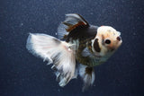 Thai Oranda  Tricolor 6 Inch (ID#1101To6a-111)