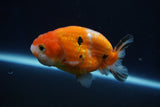 Ranchu  Sakura 3.5 Inch (ID#1001R5c-74) Free2Day SHIPPING