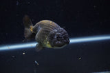 Ranchu  Chocolate 4 Inch (ID#228R8c-67) Free2Day SHIPPING
