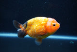 Milk Cow Ranchu  Calico 4 Inch (ID#1011R9a-67) Free2Day SHIPPING