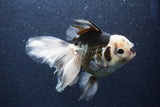 Thai Oranda  Tricolor 6 Inch (ID#1101To6a-111)