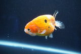 Ranchu  Sakura 3.5 Inch (ID#1001R5c-74) Free2Day SHIPPING