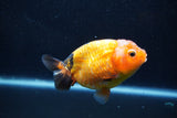 Milk Cow Ranchu  Calico 4 Inch (ID#1011R9a-67) Free2Day SHIPPING