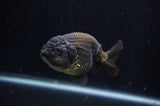 Ranchu  Chocolate 4 Inch (ID#228R8c-67) Free2Day SHIPPING