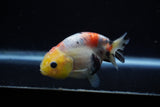 Juvenile Ranchu  Calico 3.5 Inch (ID#1129R9b-67) Free2Day SHIPPING